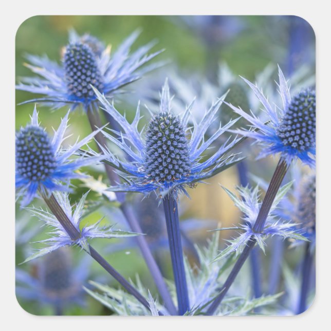 Adesivo Quadrado Vinhetas do Sea Holly 'Big Blue' (Frente)