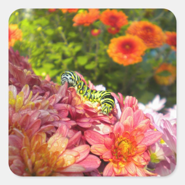 Adesivo Quadrado Vinhetas Solares Da Lagarta (Frente)