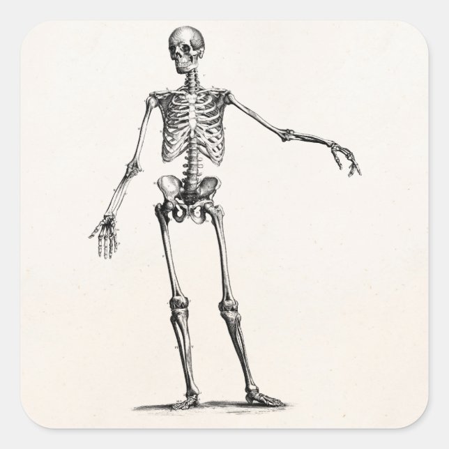 Adesivo Quadrado Vintage 1800s Skeleton Retro Anatomy Skeletons (Frente)