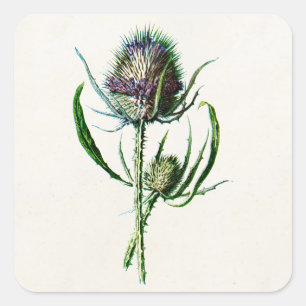 Adesivo Quadrado Vintage 1902 Old Scottish Thistle Wild Flower