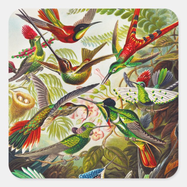 Adesivo Quadrado Vintage Hummingbird por Ernst Haeckel (Frente)