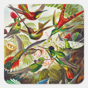 Adesivo Quadrado Vintage Hummingbird por Ernst Haeckel