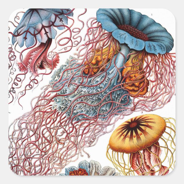 Adesivo Quadrado Vintage Jellyfish, de Ernst Haeckel, Discomedusae (Frente)