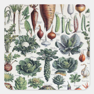 Adesivo Quadrado Vintage Legumes Franceses e Plantes Potageres