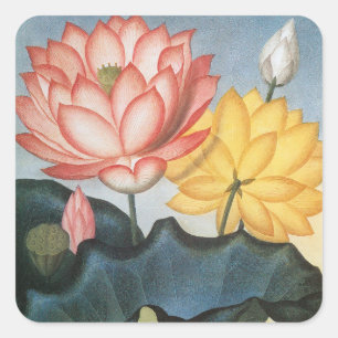 Adesivo Quadrado Vintage Lotus Flowers, O Sagrado Bean Egípcio