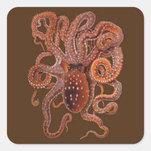 Adesivo Quadrado Vintage Octopus Macropus, Animais Aquáticos Marinh