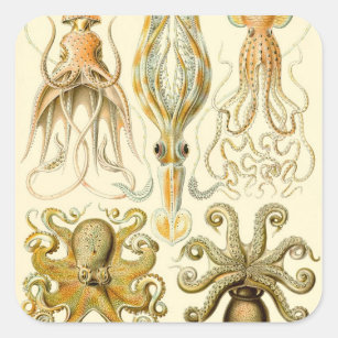 Adesivo Quadrado Vintage Octopus Squid Gamochonia por Ernst Haeckel