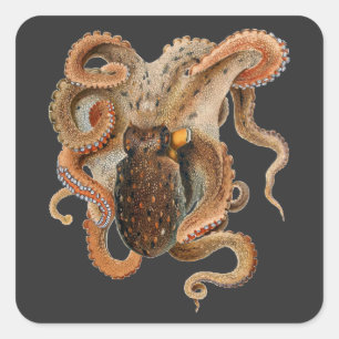 Adesivo Quadrado Vintage Octopus Vulgaris, Animais da Vida Marinha