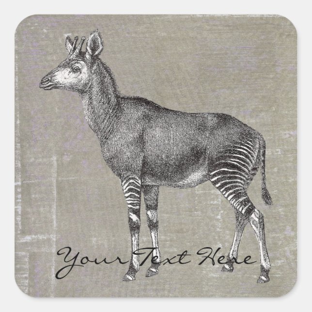 Adesivo Quadrado Vintage Okapi (Frente)