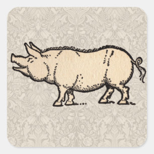 Adesivo Quadrado Vintage Pig - Ilustração de Piggy Antique