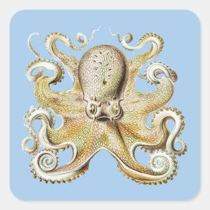 Adesivo Quadrado Vintage Polvo Ernst Haeckel Náutico Vida Marinha