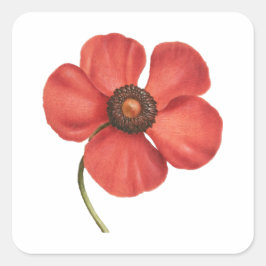 Adesivo Quadrado Vintage red poppy botanic quadrado