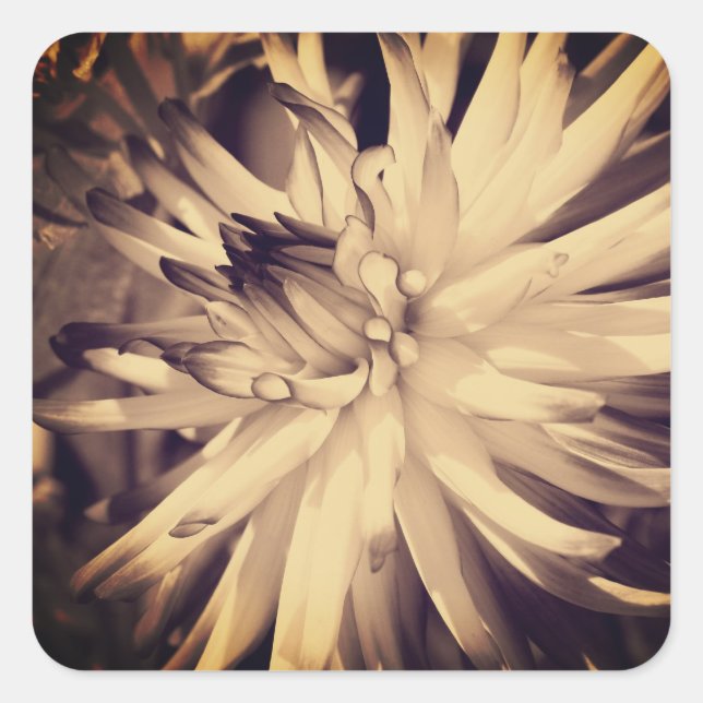 Adesivo Quadrado Vintage Sepia Dahlia Flower (Frente)