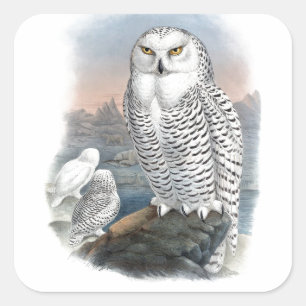Adesivo Quadrado Vintage Snowy Owl Gould