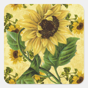 Adesivo Quadrado Vintage Sunflower
