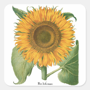 Adesivo Quadrado Vintage Sunflower Flower por Basilius Besler