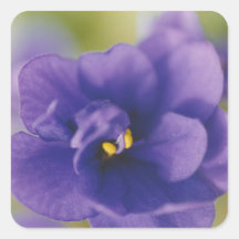 Violeta Africana Azul Saintpaulia