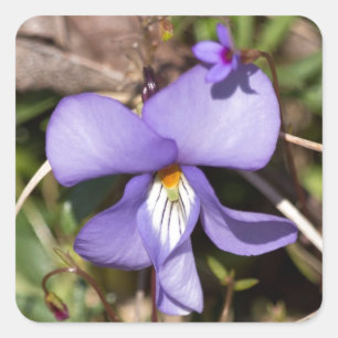 Adesivo Quadrado Violeta Pata de Pássaro c/ Azulejos