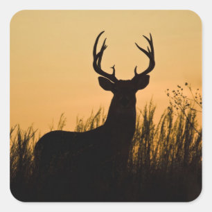 Adesivo Quadrado virginianus branco-atado do Odocoileus dos cervos)