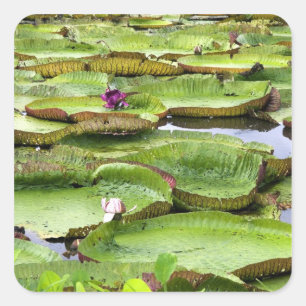Adesivo Quadrado Vitória Regis, lírios gigantes da Amazônia