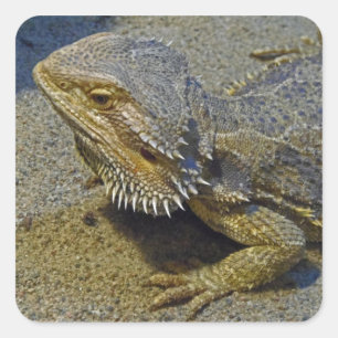 Adesivo Quadrado Vivendo Sob Fogo - Dragão Carbuçado