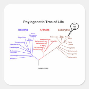 Adesivo Quadrado Você Está Aqui Árvore Da Vida Filogenética (Biolog