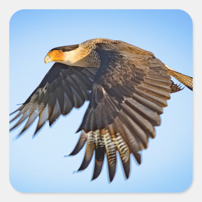 Adesivo Quadrado "Voo do Caracara"  (Frente)