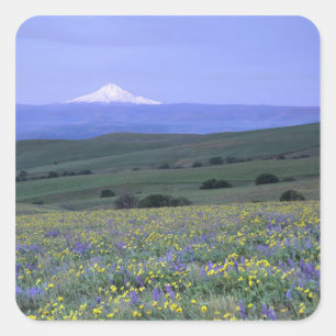 Adesivo Quadrado WA, Condado de Klickitat, Dalles Mountain Ranch,