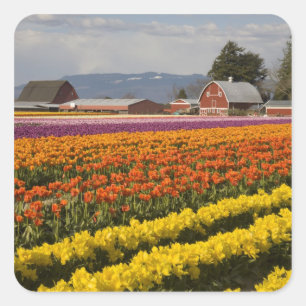 Adesivo Quadrado WA, Skagit Valley, campos Tulip em flor, em