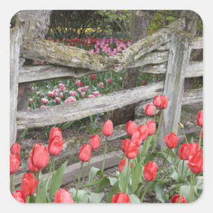 Adesivo Quadrado WA, Skagit Valley, Roozengaarde Tulip Garden,