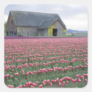 Adesivo Quadrado WA, Vale do Skagit, Campo de Tulipas e Celeiro