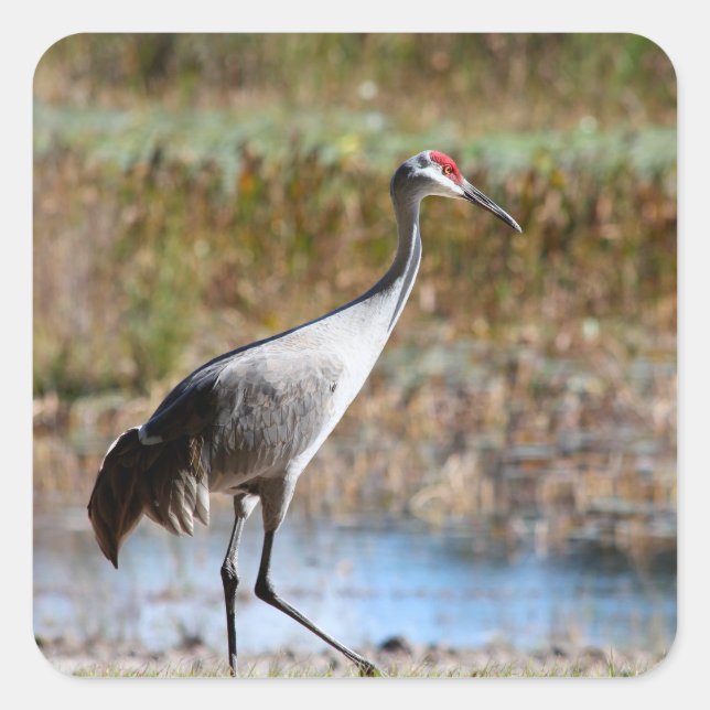 Adesivo Quadrado Walking Tall - Sandhill Crane (Frente)