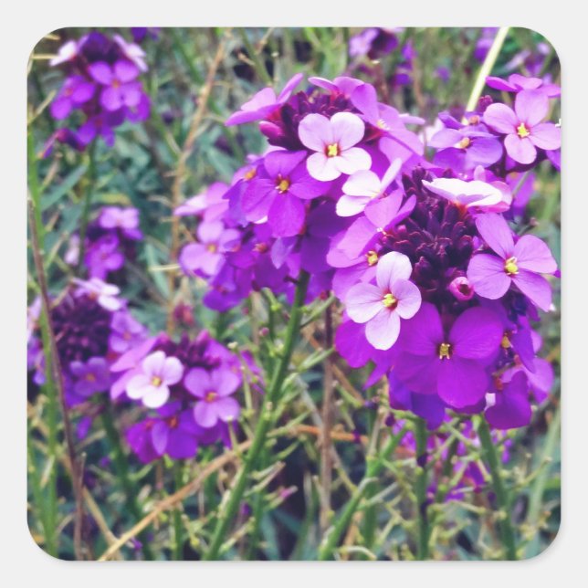 Adesivo Quadrado Wallflower Bowles Mauve #1 Stickers (Frente)