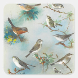 Adesivo Quadrado Warbler e Wrens,