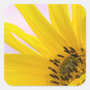 Adesivo Quadrado Washington. Detalhe da flor de girassol 1