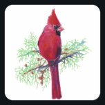 Adesivo Quadrado Watercolor Christmas Red Bird Cardinal<br><div class="desc">Pintura aquosa de Cardeal como Pássaro Vermelho para o Natal</div>