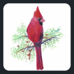 Adesivo Quadrado Watercolor Christmas Red Bird Cardinal<br><div class="desc">Pintura aquosa de Cardeal como Pássaro Vermelho para o Natal</div>