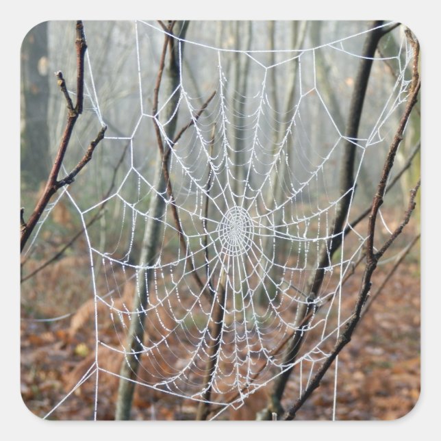 Adesivo Quadrado Web of European Garden Spider Sticker (Frente)