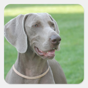 Adesivo Quadrado Weimaraner