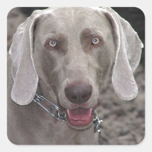 Adesivo Quadrado Weimaraner