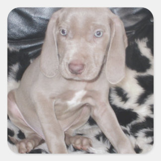 Adesivo Quadrado Weimaraner Puppy