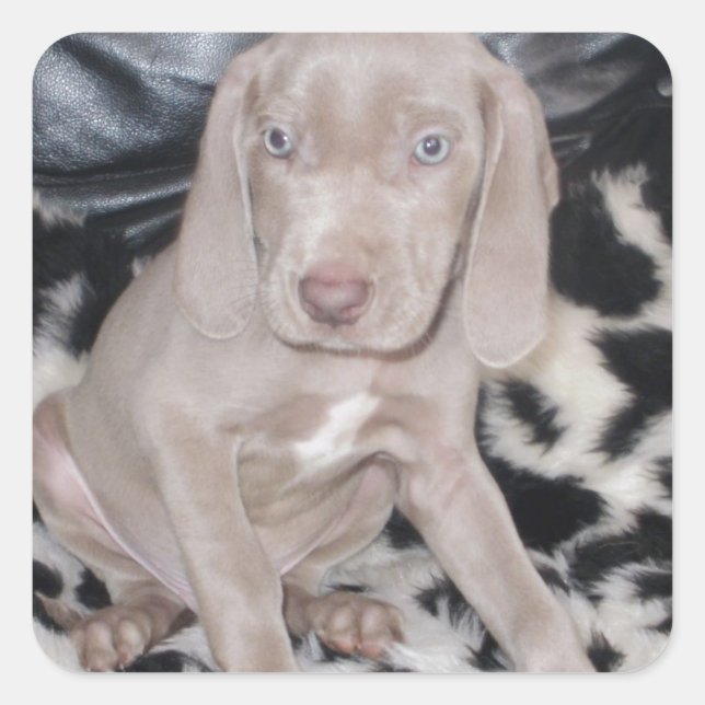 Adesivo Quadrado Weimaraner Puppy (Frente)