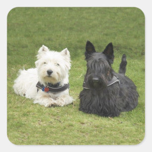 Adesivo Quadrado Westie e Scottie na grama verde