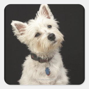 Adesivo Quadrado Westie (West Highland terrier) com coleira