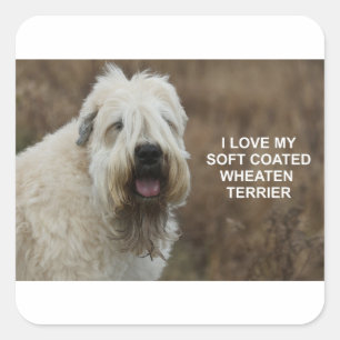 Adesivo Quadrado Whaten terrier love w pic