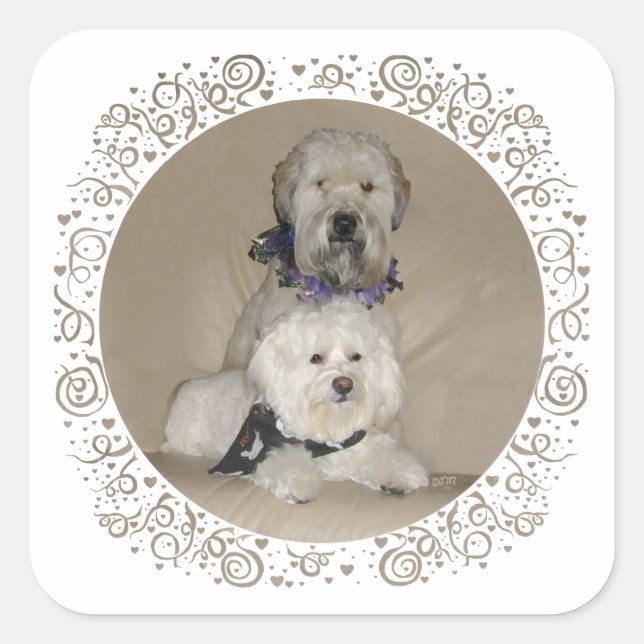 Adesivo Quadrado Wheaten Terrier e Havanese (Frente)