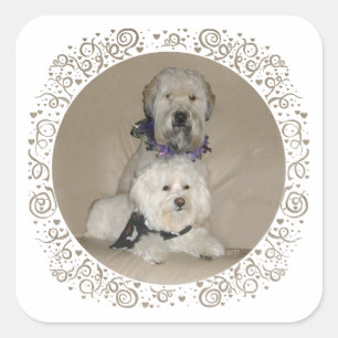 Adesivo Quadrado Wheaten Terrier e Havanese