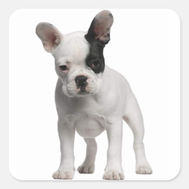 Adesivo Quadrado White French Buldogue Puppy Dog Black Eye (Frente)