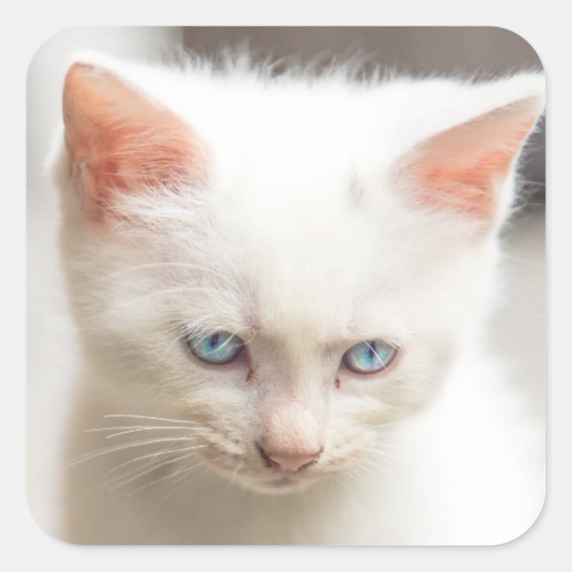Adesivo Quadrado White Kitten (Frente)