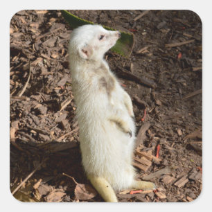 Adesivo Quadrado White Meerkat Stander, Sticker Quadrado